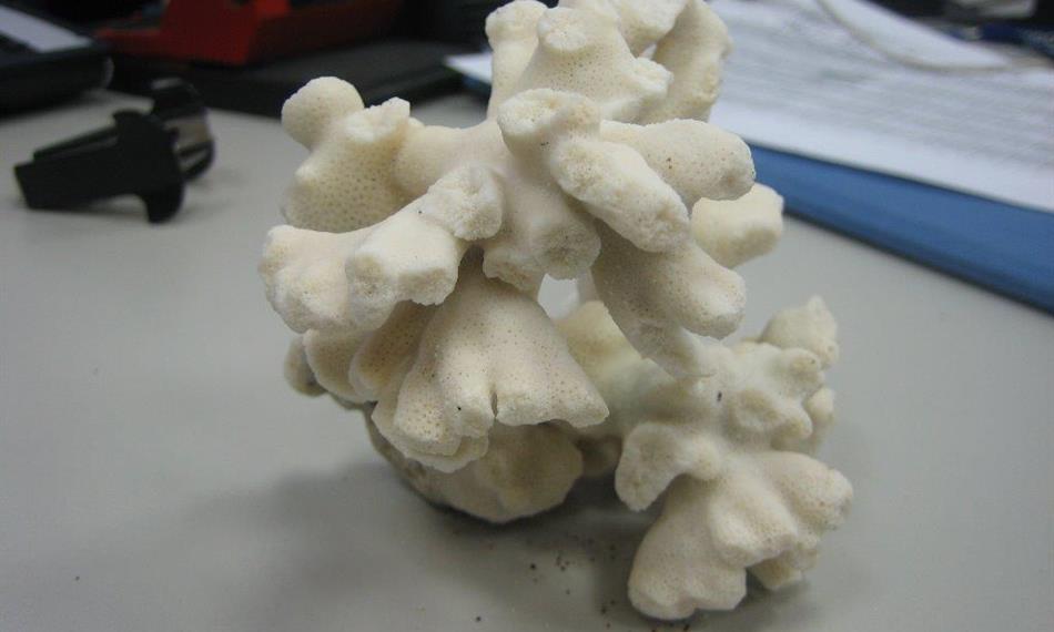 2014-3-5-124foto korál 11.jpg